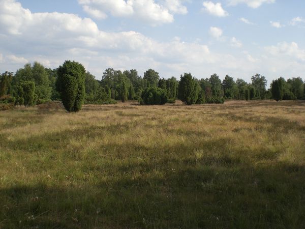 Wilsede Heide.JPG