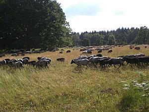sheeps at Emmhoff backyard