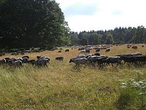 sheeps at Emmhoff backyard